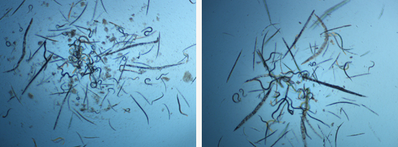 The worms that went to space (left) returned larger and with lower levels of ASM than the worms that remained on earth (right). The worms that went to space (left) returned larger and with lower levels of ASM than the worms that remained on earth (right).