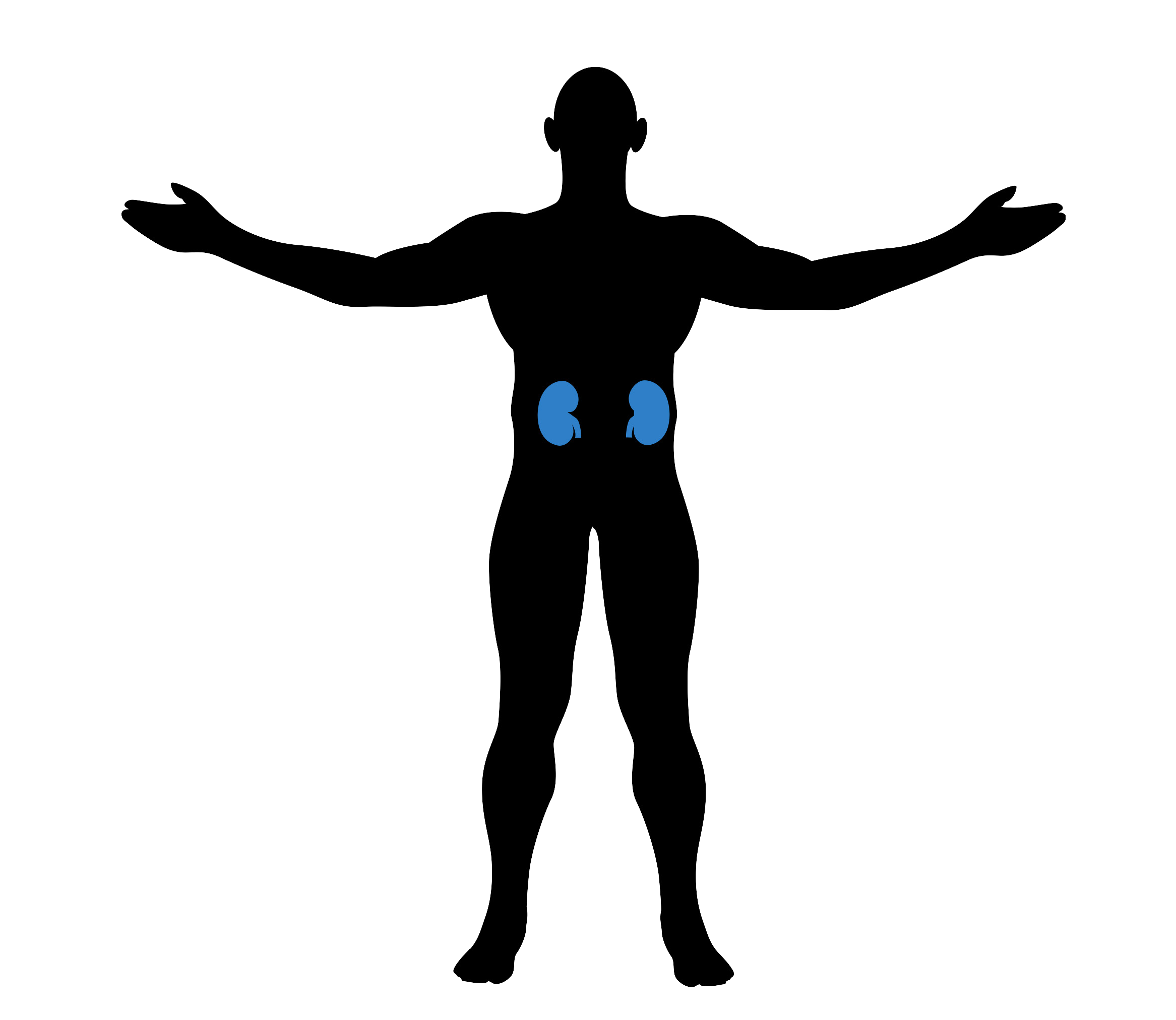 kidneys