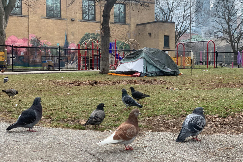 A tent set up in a public park seen in the background while several pigeons are seen in the foreground.